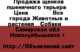 Продажа щенков пшеничного терьера › Цена ­ 30 000 - Все города Животные и растения » Собаки   . Самарская обл.,Новокуйбышевск г.